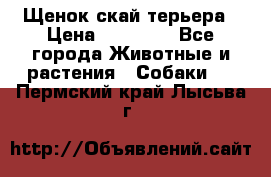 Щенок скай терьера › Цена ­ 20 000 - Все города Животные и растения » Собаки   . Пермский край,Лысьва г.